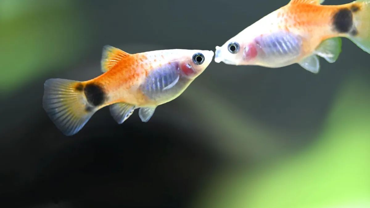 Akvariumų specialistai Vilniuje – įrengimas ir priežiūra